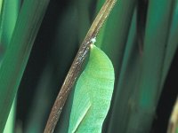 Coenonympha tullia 6, Veenhooibeestje, pupa, Saxifraga-Frits Bink