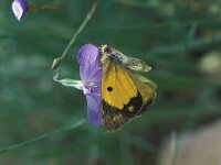 Colias croceus 16, Oranje luzernevlinder, Vlinderstichting-Kars Veling