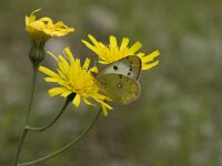 Colias croceus 21, Oranje luzernevlinder, Saxifraga-Marijke Verhagen