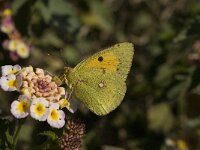 Colias croceus 24, Oranje luzernevlinder, female, Saxifraga-Jan van der Straaten