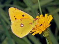 189_21, Oranje luzernevlinder  Oranje luzernevlinder Colias croceus Aosta Italië, 09 october '91 : Vlindernet, Naar Naturalis in 2007, Saxifraga