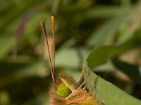 Colias croceus 3, Oranje luzernevlinder, Vlinderstichting-Kars Veling