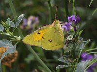 Colias croceus 38, Oranje luzernevlinder, Saxifraga-Peter Meininger