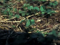 Colias croceus 5, Oranje luzernevlinder, Vlinderstichting-Kars Veling