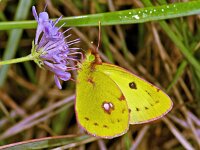186_31, Gele luzernevlinder : Colias hyale, Pale Clouded Yellow, Gele luzernevlinder, male