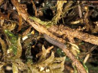 Colias myrmidone 2, Bremvlinder, hibernation, Saxifraga-Frits Bink