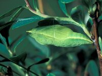 Colias palaeno 3, Veenluzernevlinder, pupa, Saxifraga-Frits Bink