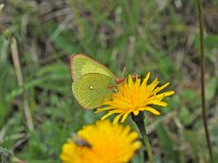 Colias palaeno 4, Veenluzernevlinder, Vlinderstichting-Albert Vliegenthart