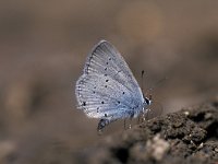 Cupido alcetas 15, Zuidelijk staartblauwtje, Vlinderstichting-Kars Veling