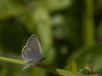 Cupido alcetas 20, Zuidelijk staartblauwtje, Saxifraga-Jan van der Straaten