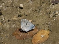 Cupido alcetas 23, Zuidelijk staartblauwtje, Saxifraga-Willem van Kruijsbergen