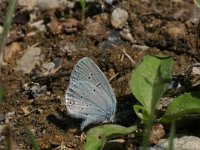 Cupido decolorata 3, Oostelijk staartblauwtje, Vlinderstichting-Kars Veling