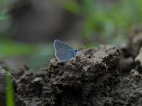 Cupido decolorata 4, Oostelijk staartblauwtje, Saxifraga-Arthur van Dijk