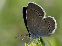 Cupido minimus 10, Dwergblauwtje, Vlinderstichting-Kars Veling