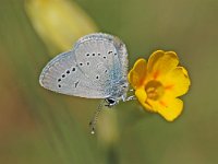 Cupido minimus 14, Dwergblauwtje, Vlinderstichting-Albert Vliegenthart
