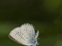 Cupido minimus 18, Dwergblauwtje, in spider web, Saxifraga-Jan van der Straaten