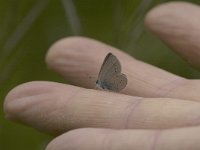 Cupido minimus 19, Dwergblauwtje, Saxifraga-Marijke Verhagen