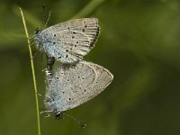 Cupido minimus 24, Dwergblauwtje, Saxifraga-Jan van der Straaten