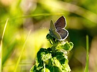 Cupido minimus 26, Dwergblauwtje, Saxifraga-Bart Vastenhouw