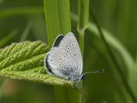 Cupido minimus 7, Dwergblauwtje, male, Saxifraga-Jan van der Straaten