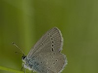 Cupido osiris 2, Zuidelijk dwergblauwtje, female, Saxifraga-Jan van der Straaten