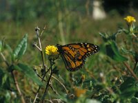 Danaus plexippus 2, Monarchvlinder, Vlinderstichting-Kars Veling