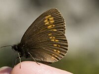 Erebia alberganus 2, Amandeloogerebia, female, Saxifraga-MarijkeVerhagen