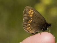 Erebia alberganus 3, Amandeloogerebia, female, Saxifraga-Marijke Verhagen
