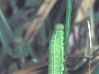 Erebia epiphron 1, Bergerebia, caterpillar, Saxifraga-Frits Bink