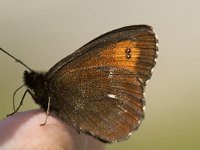 Erebia ligea 25, Boserebia, male, Saxifraga-Jan van der Straaten