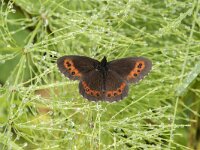 Erebia ligea 39, Boserebia, Saxifraga-Willem van Kruijsbergen