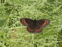 Erebia ligea 40, Boserebia, Saxifraga-Willem van Kruijsbergen