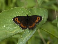 Erebia ligea 9, Boserebia, male, Saxifraga-Jan van der Straaten