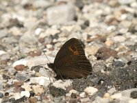 Erebia meolans 16, Donkere erebia, Saxifraga-Jan van der Straaten