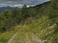 Erebia montana 1, Marmererebia, habitat, F, Isere, Gresse-en-Vercors, Serpaton, Saxifraga-Jan van der Straaten