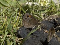 Erebia neoridas 3, Herfsterebia, male, Saxifraga-Jan van der Straaten