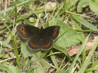 Erebia pronoe 2, Watererebia, Saxifraga-Jan van der Straaten