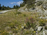 Erynnis tages 11, Bruin dikkopje, habitat, F, Isere, Gresse-en-Vercors, Saxifraga-Jan van der Straaten