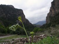 Euchloe ausonia 2, Oostelijk marmerwitje, Saxifraga-Kars Veling