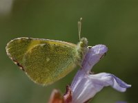 Euchloe penia 1, Geel marmerwitje, Vlinderstichting-Albert Vliegenthart