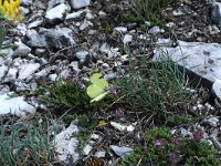 Euchloe penia 2, Geel marmerwitje, male, Saxifraga-Kars Veling