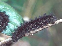 Euphydryas aurinia 2, Moerasparelmoervlinder, Saxifraga-Frits Bink