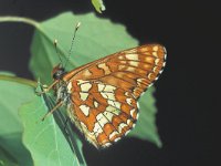 Euphydryas maturna 5, Roodbonte parelmoervlinder, male, Saxifraga-Frits Bink