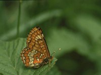 Euphydryas maturna 8, Roodbonte parelmoervlinder, Vlinderstichting-Chris van Swaay