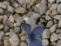Glaucopsyche alexis 13, Bloemenblauwtje, Vlinderstichting-Henk Bosma