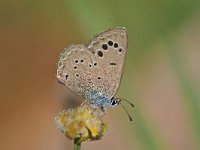 Glaucopsyche melanops 1, Spaans bloemenblauwtje, Vlinderstichting-Albert Vliegenthart