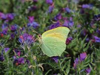 Gonepteryx cleopatra 6, Cleopatra, Vlinderstichting-Albert Vliegenthart