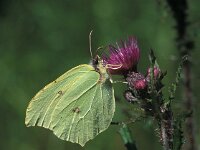 Gonepteryx rhamni 33, Citroenvlinder, Vlinderstichting-Robert Ketelaar