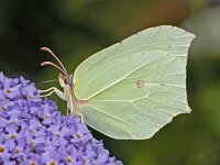 Citroenvlinder #03214 : Gonepteryx rhamni, Citroenvlinder