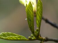 Gonepteryx rhamni 6, Citroenvlinder, Vlinderstichting-Henk Bosma
